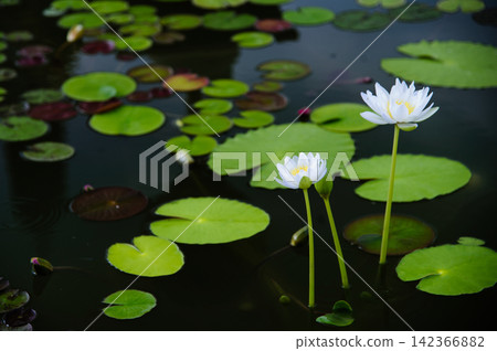 white water lily bloom in dark background with green bud and lotus leaf white water lily bloom in dark background with green bud and lotus leaf 142366882