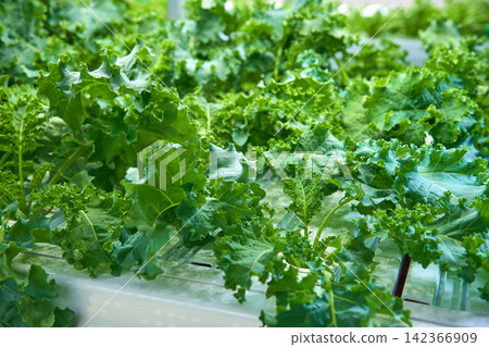 hydroponic farming of rucola salad tree agricultural field in in door gardening house with led lighting hydroponic farming of rucola salad tree agricultural field in in door gardening house with led lighting 142366909