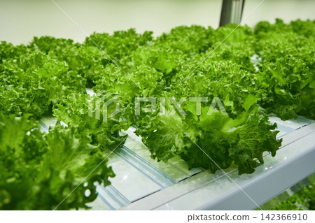 many green corals growing in indoor led light base agricultural farm many green corals growing in indoor led light base agricultural farm 142366910