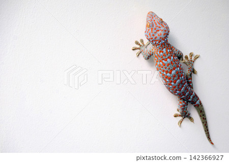 a giant colorful beautiful gekko walking on the white concrete wall with empty copy space a giant colorful beautiful gekko walking on the white concrete wall with empty copy space 142366927