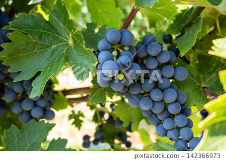 Bunche of black wine grapes in sunny weather on the vineyard. Summer harvest for nature background. Bunche of black wine grapes in sunny weather on the vineyard. Summer harvest for nature background. 142366973