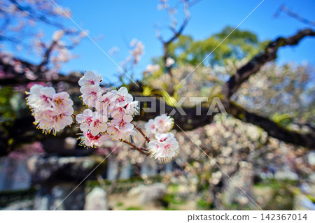 Japanese sakura, cherry blossoms flowers blooming in sunny day blue sky with blurred background Japanese sakura, cherry blossoms flowers blooming in sunny day blue sky with blurred background 142367014