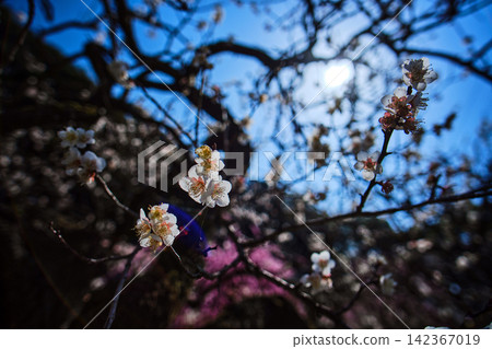Japanese sakura, cherry blossoms flowers blooming in sunny day blue sky with blurred background Japanese sakura, cherry blossoms flowers blooming in sunny day blue sky with blurred background 142367019
