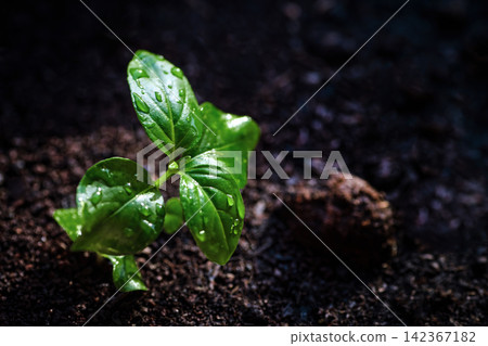 many seedlings growing up slowly from the agricultural field in morning sunshine with some of them bigger than others 142367182