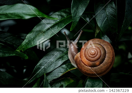 a small snail walking slowly between bush's leaves after the rain in the afternoon a small snail walking slowly between bush's leaves after the rain in the afternoon 142367229