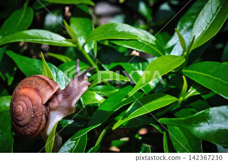 a small snail walking slowly between bush's leaves after the rain in the afternoon a small snail walking slowly between bush's leaves after the rain in the afternoon 142367230