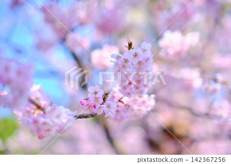 many pink sakura cherry blossom flowers bloom in spring in Japan with blurred background many pink sakura cherry blossom flowers bloom in spring in Japan with blurred background 142367256