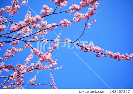 many pink sakura cherry blossom flowers bloom in spring in Japan with blurred background many pink sakura cherry blossom flowers bloom in spring in Japan with blurred background 142367257
