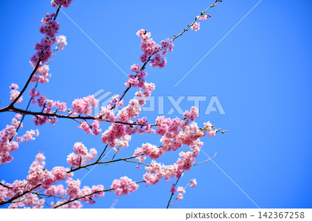 many pink sakura cherry blossom flowers bloom in spring in Japan with blurred background many pink sakura cherry blossom flowers bloom in spring in Japan with blurred background 142367258