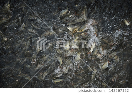 many fishes scramble for foods from feeder in the fisherman pond 142367332