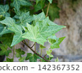 Close-up of ivy leaves 142367352