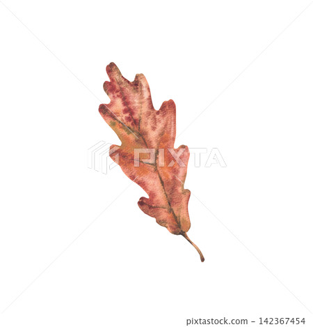 Autumn oak leaf orange, red and brown coloured realistic watercolor hand painting. Botanical illustration of fall trees foliage isolated from background for seasonal autumnal floral card, print design Autumn oak leaf orange, red and brown coloured realistic watercolor hand painting. Botanical illustration of fall trees foliage isolated from background for seasonal autumnal floral card, print design 142367454