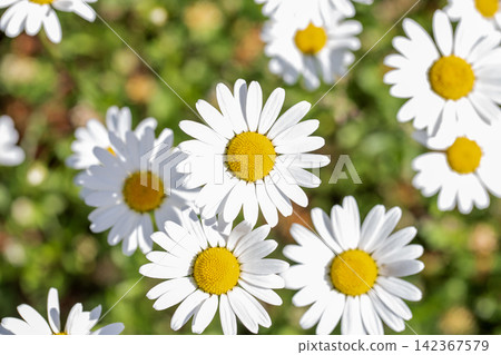 White Daisy Flowers in Green Field Top View Sunny Summer Chamomile Background White Daisy Flowers in Green Field Top View Sunny Summer Chamomile Background 142367579