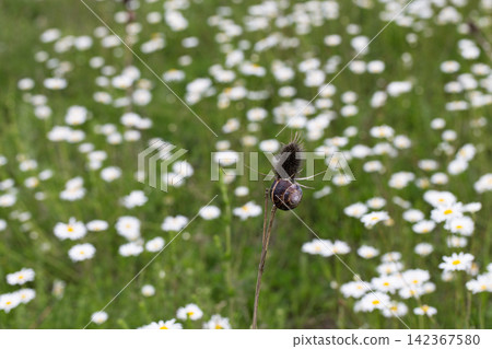 Small Snail on Grass Stalk with White Daisy Flower Field Blur Nature Background Small Snail on Grass Stalk with White Daisy Flower Field Blur Nature Background 142367580