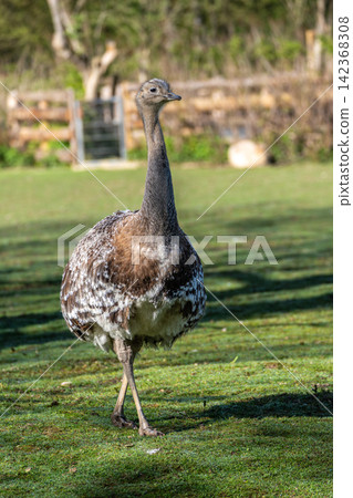 Darwin's rhea, Rhea pennata also known as the lesser rhea. Darwin's rhea, Rhea pennata also known as the lesser rhea. 142368308