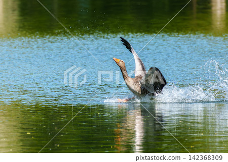 The greylag goose, Anser anser is a species of large goose The greylag goose, Anser anser is a species of large goose 142368309