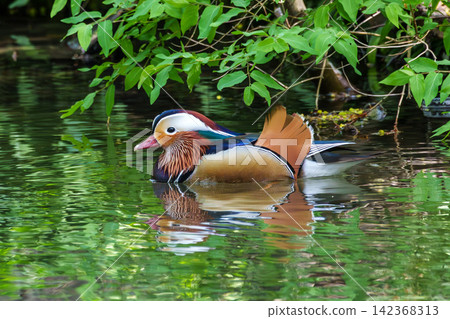 The mandarin duck, Aix galericulata at a lake in Munich, Germany 142368313