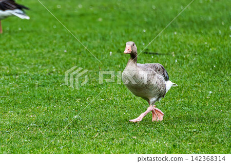 The greylag goose, Anser anser is a species of large goose The greylag goose, Anser anser is a species of large goose 142368314