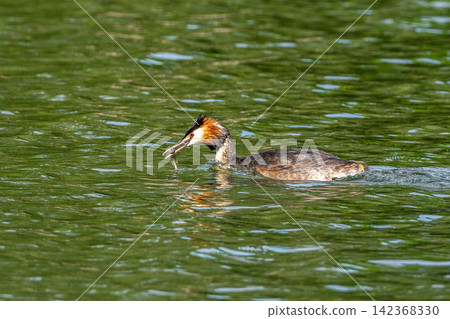 Great Crested Grebe, Podiceps cristatus has caught a fish. Great Crested Grebe, Podiceps cristatus has caught a fish. 142368330