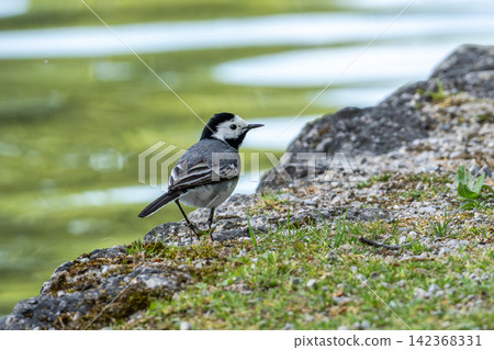 The white wagtail, Motacilla alba is a passerine bird in the family Motacillidae. The white wagtail, Motacilla alba is a passerine bird in the family Motacillidae. 142368331