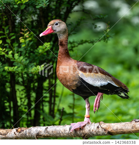 The black-bellied whistling duck, Dendrocygna autumnalis is a whistling duck that breeds in the whole American continent The black-bellied whistling duck, Dendrocygna autumnalis is a whistling duck that breeds in the whole American continent 142368338