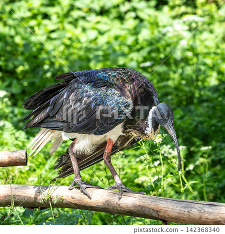 The Straw-necked Ibis, Threskiornis spinicollis is a bird of the ibis family The Straw-necked Ibis, Threskiornis spinicollis is a bird of the ibis family 142368340