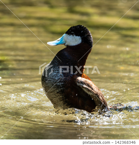 Ruddy Duck, Oxyura jamaicensis, swimming on water surface Ruddy Duck, Oxyura jamaicensis, swimming on water surface 142368346