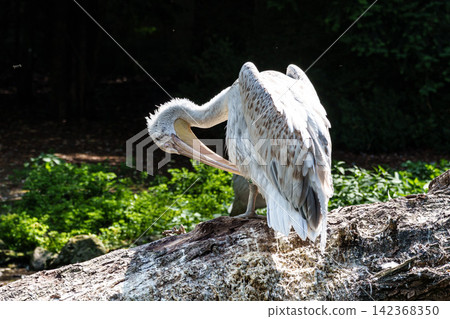 White Pelican, Pelecanus onocrotalus also known as the Eastern White Pelican White Pelican, Pelecanus onocrotalus also known as the Eastern White Pelican 142368350