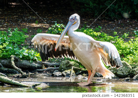 White Pelican, Pelecanus onocrotalus also known as the Eastern White Pelican White Pelican, Pelecanus onocrotalus also known as the Eastern White Pelican 142368351