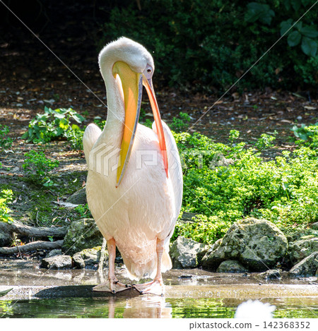 White Pelican, Pelecanus onocrotalus also known as the Eastern White Pelican White Pelican, Pelecanus onocrotalus also known as the Eastern White Pelican 142368352