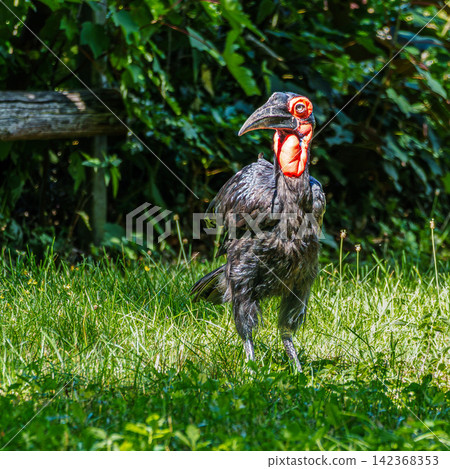 Southern Ground Hornbill, Bucorvus leadbeateri in its Natural Habitat Southern Ground Hornbill, Bucorvus leadbeateri in its Natural Habitat 142368353