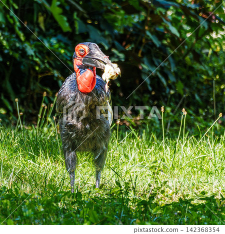 Southern Ground Hornbill, Bucorvus leadbeateri eating a mouse in its Natural Habitat Southern Ground Hornbill, Bucorvus leadbeateri eating a mouse in its Natural Habitat 142368354