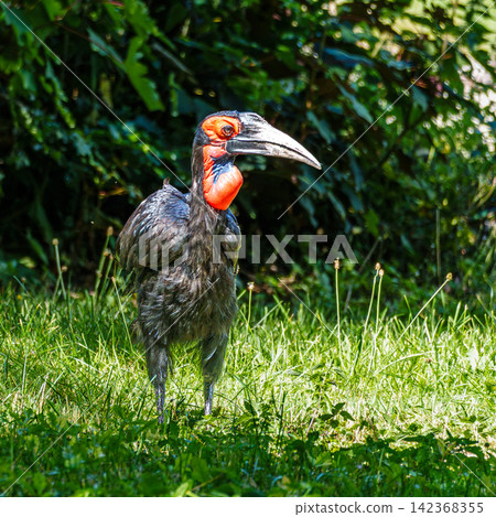Southern Ground Hornbill, Bucorvus leadbeateri in its Natural Habitat Southern Ground Hornbill, Bucorvus leadbeateri in its Natural Habitat 142368355