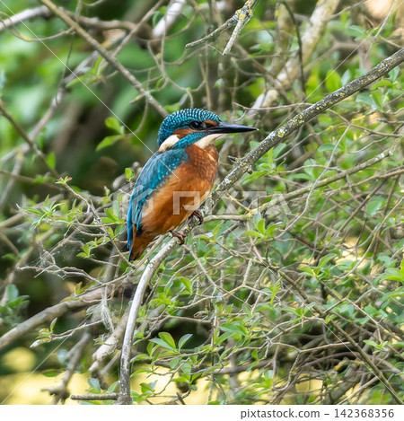 Common kingfisher, Alcedo atthis sitting on a beautiful branch above the river waiting for a fish Common kingfisher, Alcedo atthis sitting on a beautiful branch above the river waiting for a fish 142368356