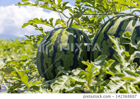 Watermelons in a watermelon field during harvest season (Obanazawa City, Yamagata Prefecture) Watermelons in a watermelon field during harvest season (Obanazawa City, Yamagata Prefecture) 142368687