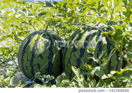 Watermelons in a watermelon field during harvest season (Obanazawa City, Yamagata Prefecture) Watermelons in a watermelon field during harvest season (Obanazawa City, Yamagata Prefecture) 142368688