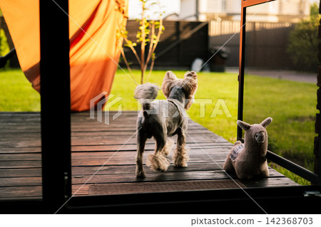 Yorkshire Terrier dog walking from modern house terrace into green backyard garden in warm sunlight, Suburban lifestyle scene, private home territory. Yorkshire Terrier dog walking from modern house terrace into green backyard garden in warm sunlight, Suburban lifestyle scene, private home territory. 142368703