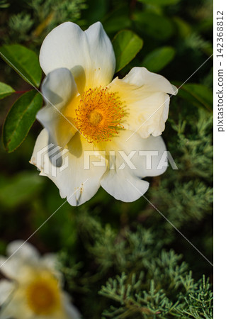 Beautiful white Cherokee roses in the summer garden Beautiful white Cherokee roses in the summer garden 142368812