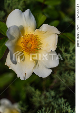 Beautiful white Cherokee roses in the summer garden Beautiful white Cherokee roses in the summer garden 142368813