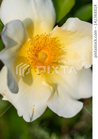 Beautiful white Cherokee roses in the summer garden Beautiful white Cherokee roses in the summer garden 142368814