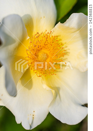 Beautiful white Cherokee roses in the summer garden Beautiful white Cherokee roses in the summer garden 142368815