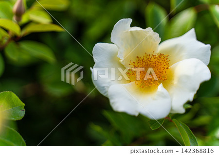 Beautiful white Cherokee roses in the summer garden Beautiful white Cherokee roses in the summer garden 142368816