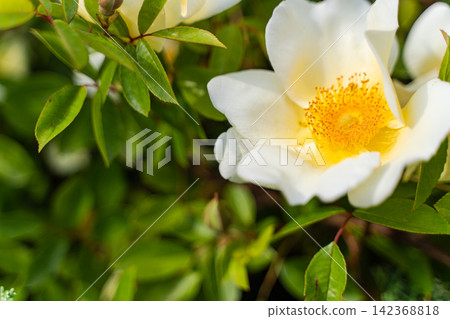 Beautiful white Cherokee roses in the summer garden Beautiful white Cherokee roses in the summer garden 142368818