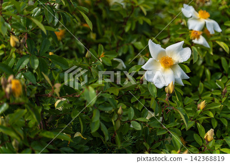 Beautiful white Cherokee roses in the summer garden Beautiful white Cherokee roses in the summer garden 142368819
