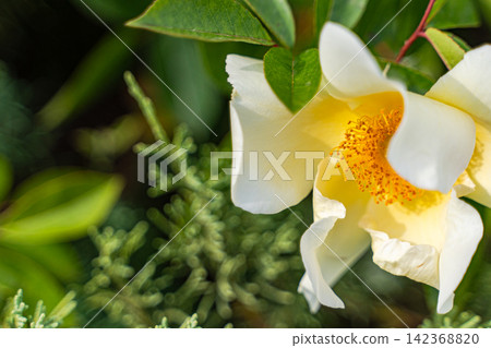 Beautiful white Cherokee roses in the summer garden Beautiful white Cherokee roses in the summer garden 142368820
