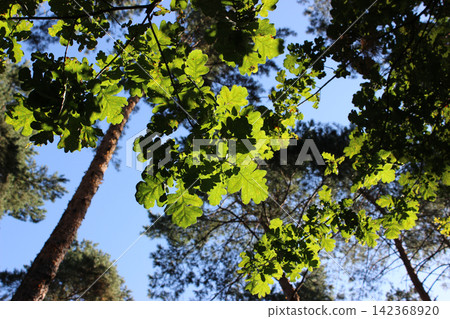 Sunlight shines through oak leaves in a mixed forest on a beautiful sunny day Sunlight shines through oak leaves in a mixed forest on a beautiful sunny day 142368920