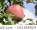 Red apple turned into a tree 142368924