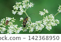 Four-striped longhorn beetles mating on Patrinia scabiosifolia 142368950