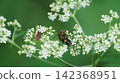 Four-striped longhorn beetles mating on Patrinia scabiosifolia 142368951