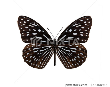 butterfly Ideopsis vulgaris isolated on white background butterfly Ideopsis vulgaris isolated on white background 142368966